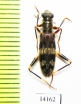 Cleridae sp. Indonesia, Sumatra - INSECTS-STORE.RU