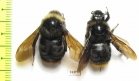 Bombus (Psithyrus) sp.  Russia, Kaluga reg. - INSECTS-STORE.RU