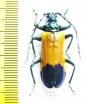 Dorcasomus delegorguei, male  South Africa Rep.  - INSECTS-STORE.RU