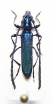 Cerambycidae sp.  Tanzania - INSECTS-STORE.RU