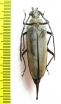 Aegosoma sp.  Malaysia, Borneo - INSECTS-STORE.RU