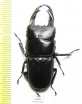 Dorcus reichei  Myanmar 43mm - INSECTS-STORE.RU