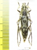 Cerambycidae sp.  Malaysia, Borneo - INSECTS-STORE.RU