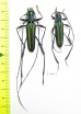 Cerambycidae sp., pair  Indonesia, Ceram isl. - INSECTS-STORE.RU