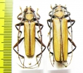 Xystrocera apiculata, pair  Indonesia, Papua - INSECTS-STORE.RU