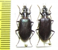 Carabidae sp.  Solomon isls. - INSECTS-STORE.RU