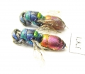 Chrysididae sp.  Kazakhstan - INSECTS-STORE.RU