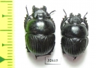 Lethrus costatus, pair  Tajikistan - INSECTS-STORE.RU
