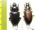 Carabidae sp.  Korea - INSECTS-STORE.RU