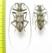 Aeolesthes sarta, pair  Tajikistan - INSECTS-STORE.RU