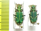 Cicindela turkestanica turkestanica  Kirgizstan - INSECTS-STORE.RU