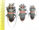 Ceroplesis hottentotta, pair  South Africa Rep. - INSECTS-STORE.RU