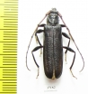 Cerambycidae sp.  Zambia - INSECTS-STORE.RU