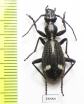 Cypholoba sp.  Angola - INSECTS-STORE.RU