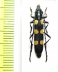 Anubis hexastictus  Tanzania - INSECTS-STORE.RU