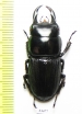 Dorcus sp.  Myanmar - INSECTS-STORE.RU