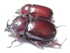 Phyllognathus excavatus, pair  Tunis - INSECTS-STORE.RU