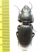 Carabidae sp.  Tanzania - INSECTS-STORE.RU