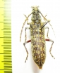 Cerambycidae sp.  Malaysia, Borneo - INSECTS-STORE.RU