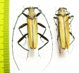 Xystrocera apiculata, pair  Indonesia, Papua - INSECTS-STORE.RU