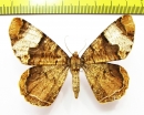 Geometridae sp.  Nepal - INSECTS-STORE.RU