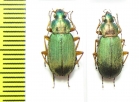 Carabidae sp.  Korea - INSECTS-STORE.RU