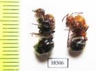 Formicidae sp.  Malaysia, Borneo - INSECTS-STORE.RU