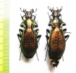 Carabus (Archiplectes) apollo apollo, pair  Abkhazia - INSECTS-STORE.RU