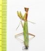 Mantodea sp.  Iran, Hormozgan prov. - INSECTS-STORE.RU