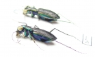 Prothyma leprieuri, pair  Senegal - INSECTS-STORE.RU