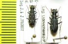 Cylindera sp.  Nepal - INSECTS-STORE.RU