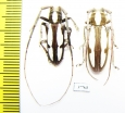 Prosopocera sp., pair  South Africa Rep. - INSECTS-STORE.RU