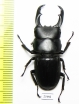 Dorcus sp.  Myanmar - INSECTS-STORE.RU