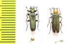 Anogcodes coarctatus, pair  Russia, Far East - INSECTS-STORE.RU