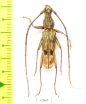Cerambycidae sp.  Malaysia, Borneo - INSECTS-STORE.RU