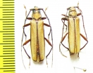 Xystrocera sp.  Indonesia, Papua - INSECTS-STORE.RU