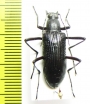 Tenebrionidae sp.  Vietnam - INSECTS-STORE.RU
