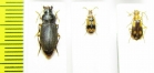 Carabidae sp.  South Africa Rep. - INSECTS-STORE.RU