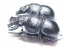 Lethrus cephalotes, pair  Kazakhstan - INSECTS-STORE.RU