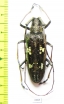 Cerambycidae sp.  Peru - INSECTS-STORE.RU