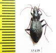 Carabidae sp.  Mexico - INSECTS-STORE.RU