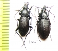 Carabus (Morphocarabus) wulffiusi, pair  Russia, Far East - INSECTS-STORE.RU