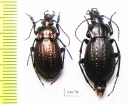Carabus (Eucarabus) cumanus, pair  Russia, Krasnodar reg. - INSECTS-STORE.RU