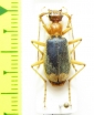 Carabidae sp.  Ecuador - INSECTS-STORE.RU