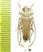 Apatophysis serricornis  Kazakhstan - INSECTS-STORE.RU