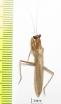 Mantodea sp.  Iran, Hormozgan prov. - INSECTS-STORE.RU