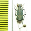 Cylindera sp.  Nepal - INSECTS-STORE.RU