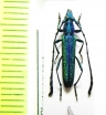 Closteromerus claviger  Tanzania - INSECTS-STORE.RU