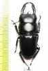 Dorcus reichei  Myanmar 39mm - INSECTS-STORE.RU