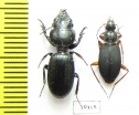 Carabidae sp.  Tanzania - INSECTS-STORE.RU